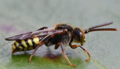 Nomada sp.